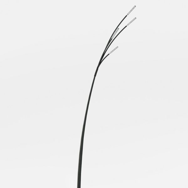 Reed - Bild 3