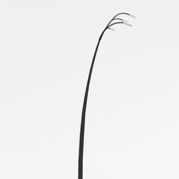 Reed - Bild 4