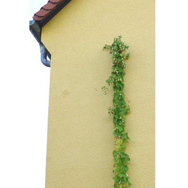 Climber - Bild 13