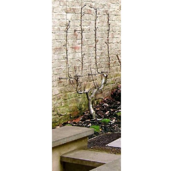 Climber - Bild 10